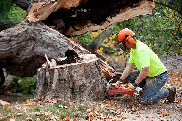 Red Hill, PA  Tree Services Company